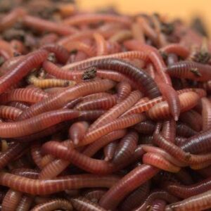 Composting Worms